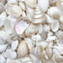 1 kg small white pearl seashell mix